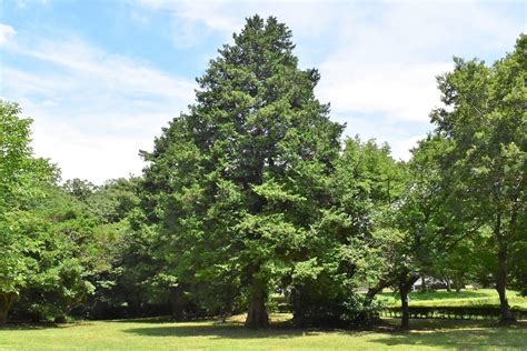 木 代表種|植木と庭木の代表種を徹底解説！【樹木の種類も紹介】